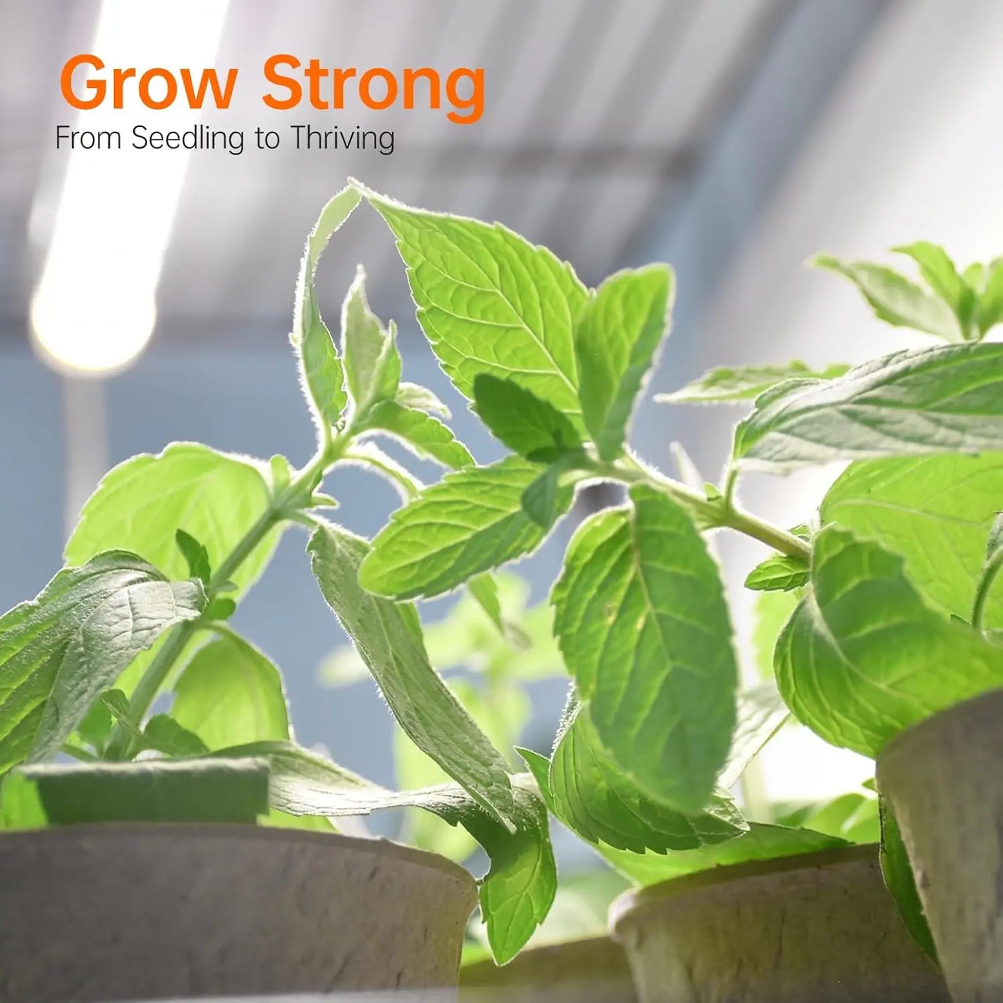 XMSJ Indoor Greenhouse With Grow Light And Timer System